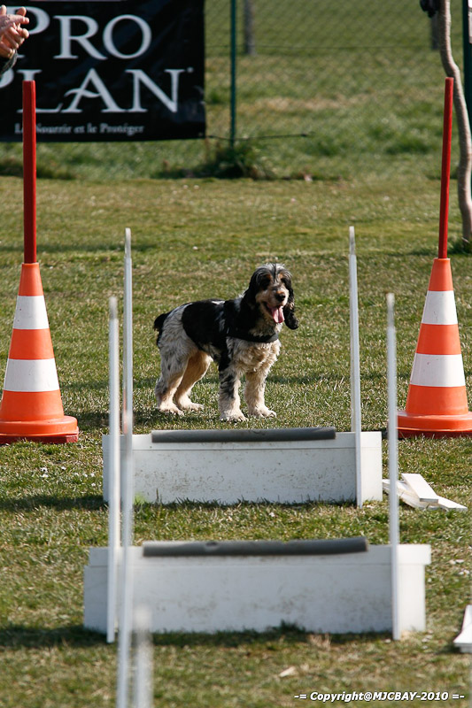 Flyball-NARCASTET-13-03-2010-00001