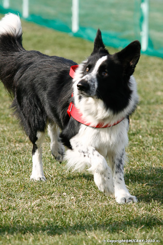Flyball-NARCASTET-13-03-2010-00004