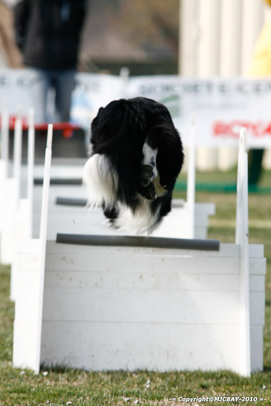 Flyball-NARCASTET-13-03-2010-00005