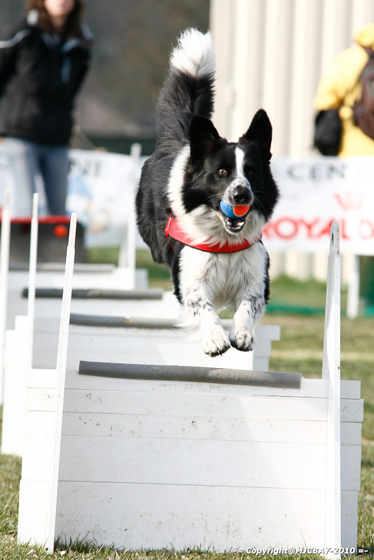 Flyball-NARCASTET-13-03-2010-00006