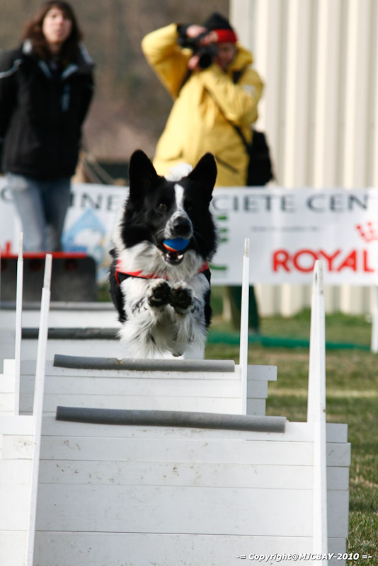 Flyball-NARCASTET-13-03-2010-00008