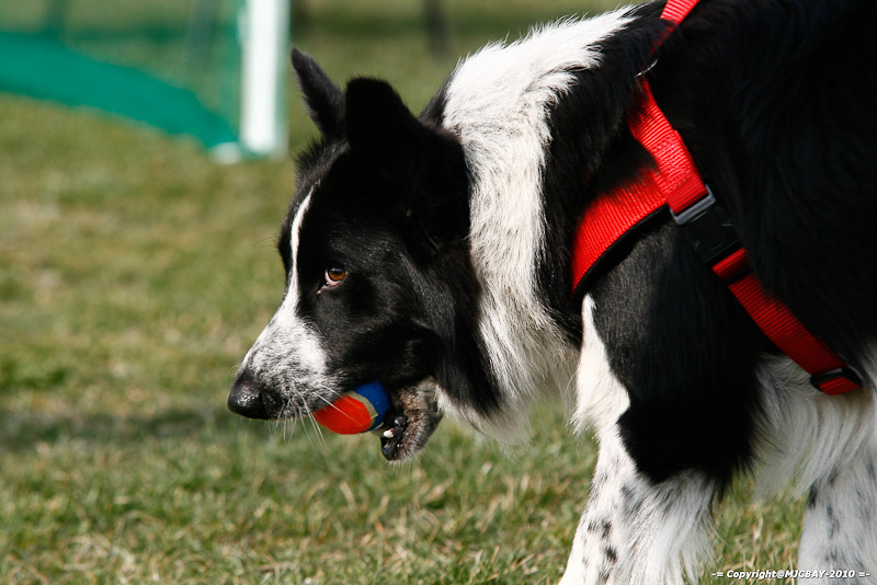 Flyball-NARCASTET-13-03-2010-00009