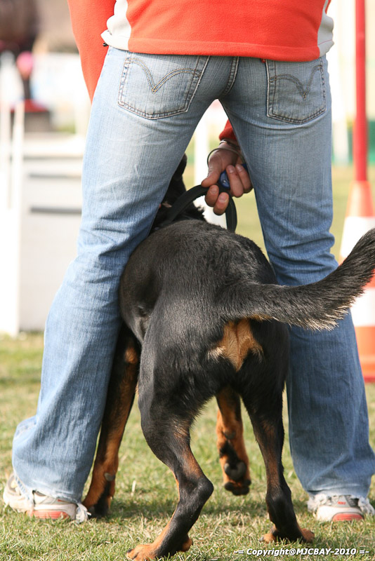 Flyball-NARCASTET-13-03-2010-00010