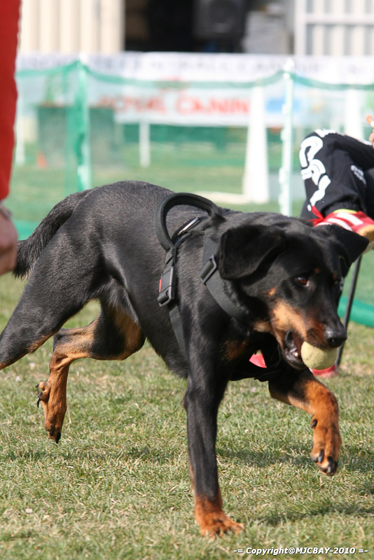 Flyball-NARCASTET-13-03-2010-00011