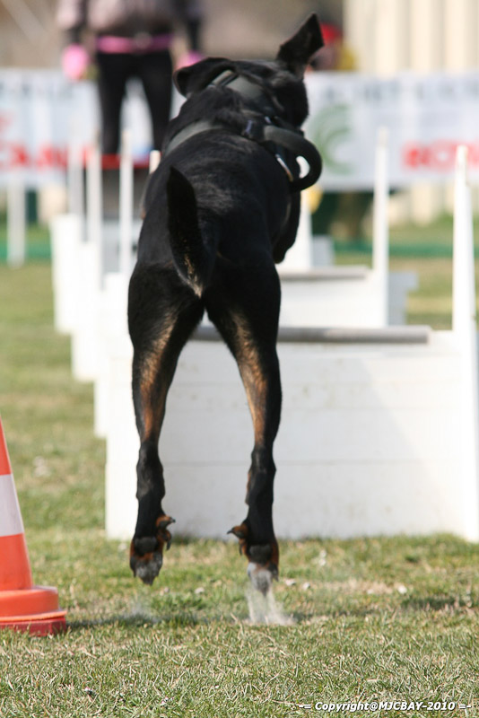 Flyball-NARCASTET-13-03-2010-00012