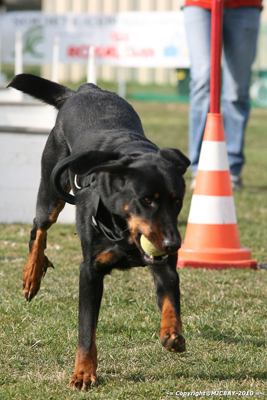 Flyball-NARCASTET-13-03-2010-00013