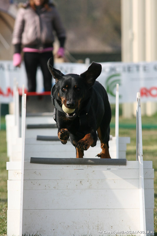 Flyball-NARCASTET-13-03-2010-00014