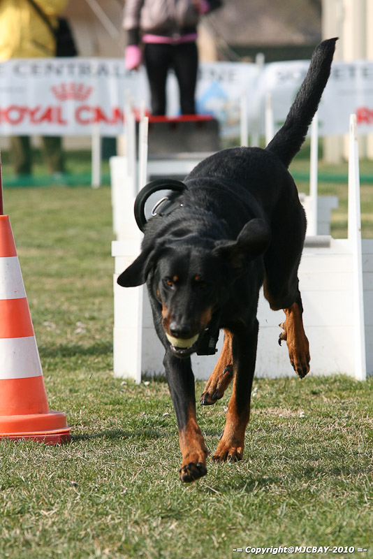 Flyball-NARCASTET-13-03-2010-00015