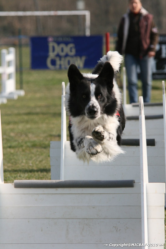 Flyball-NARCASTET-13-03-2010-00016