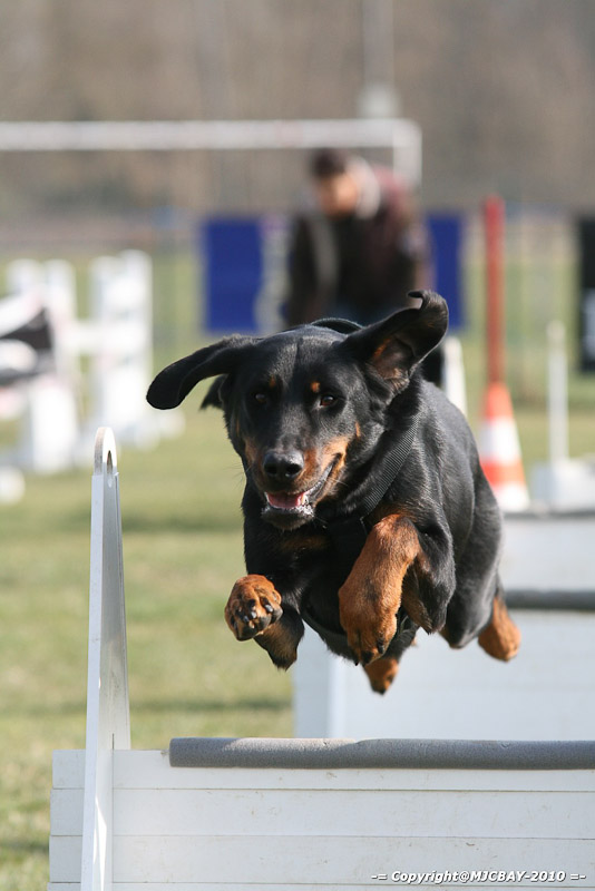 Flyball-NARCASTET-13-03-2010-00017
