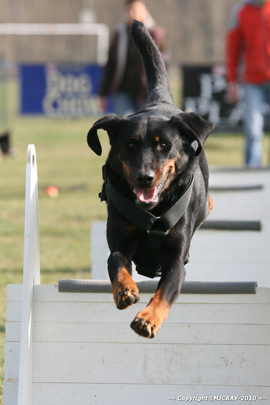 Flyball-NARCASTET-13-03-2010-00018