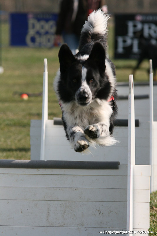 Flyball-NARCASTET-13-03-2010-00019