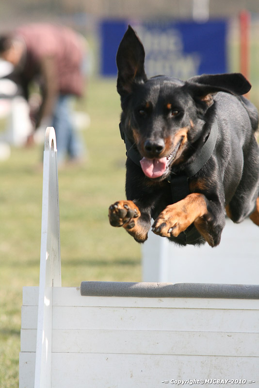 Flyball-NARCASTET-13-03-2010-00020