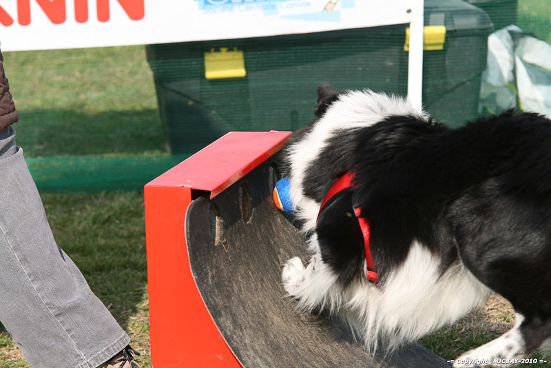 Flyball-NARCASTET-13-03-2010-00021