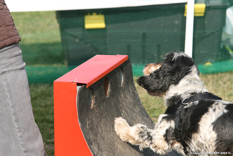 Flyball-NARCASTET-13-03-2010-00022