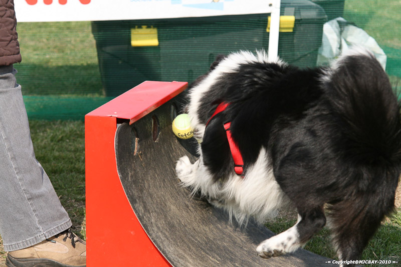 Flyball-NARCASTET-13-03-2010-00023