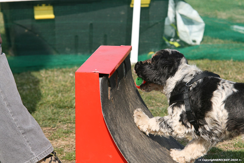 Flyball-NARCASTET-13-03-2010-00024