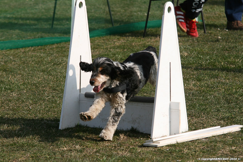 Flyball-NARCASTET-13-03-2010-00026