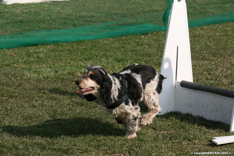 Flyball-NARCASTET-13-03-2010-00027