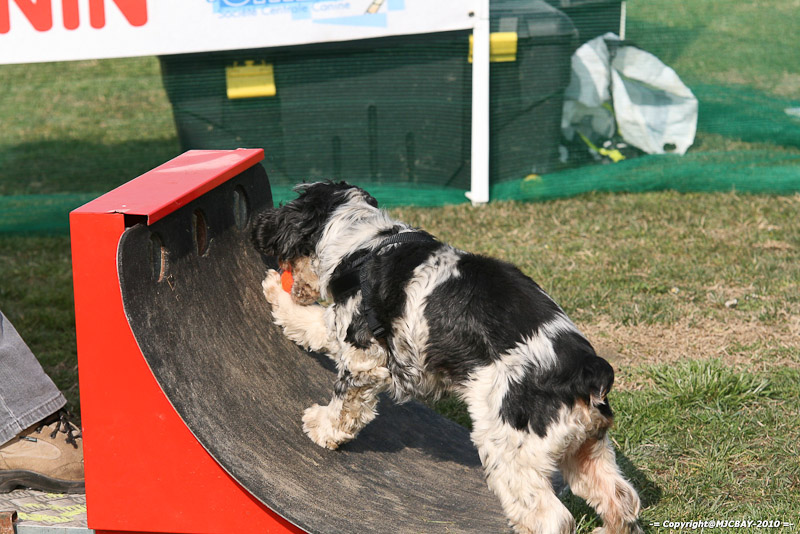 Flyball-NARCASTET-13-03-2010-00028