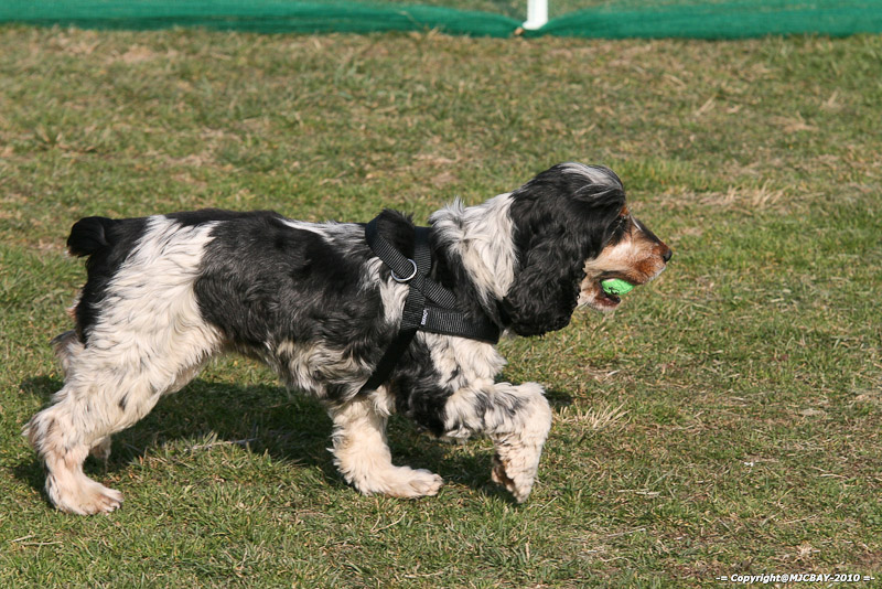 Flyball-NARCASTET-13-03-2010-00029
