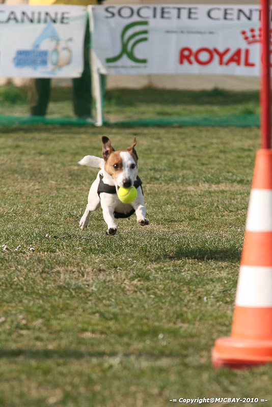 Flyball-NARCASTET-13-03-2010-00033