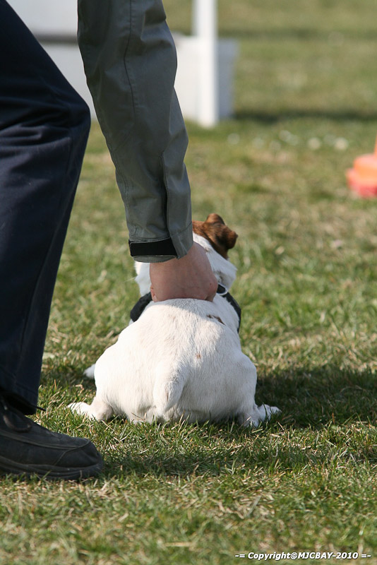 Flyball-NARCASTET-13-03-2010-00034