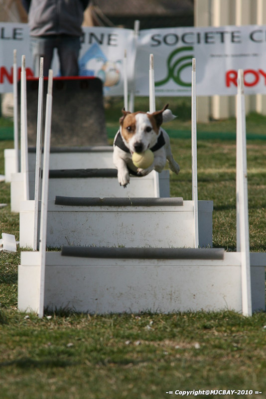 Flyball-NARCASTET-13-03-2010-00035