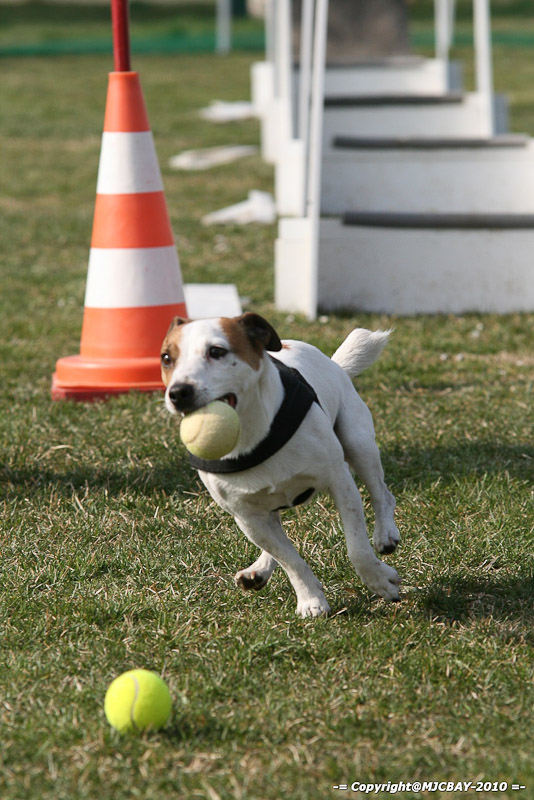 Flyball-NARCASTET-13-03-2010-00036