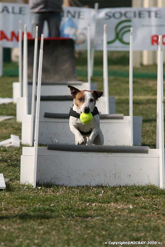 Flyball-NARCASTET-13-03-2010-00037