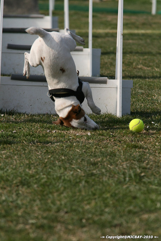 Flyball-NARCASTET-13-03-2010-00038