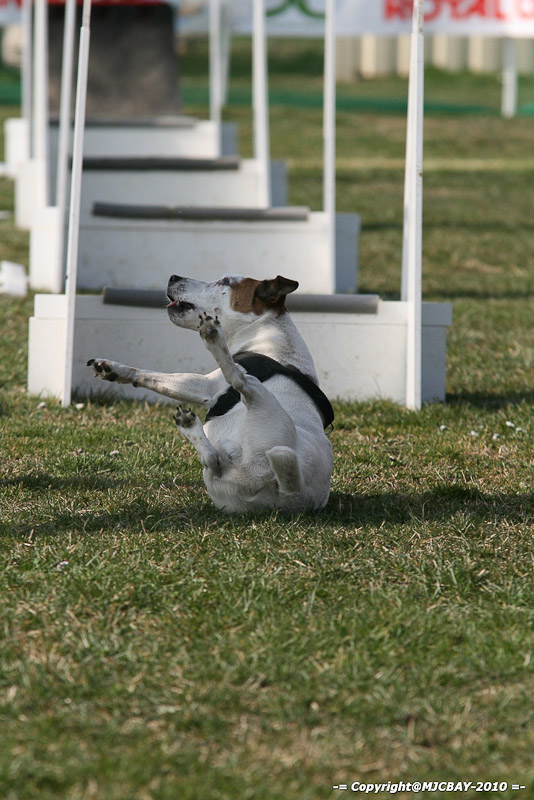 Flyball-NARCASTET-13-03-2010-00039