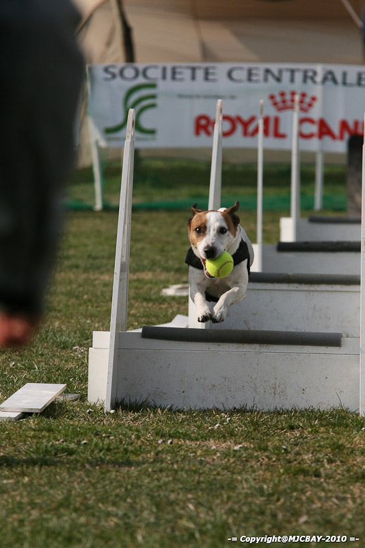 Flyball-NARCASTET-13-03-2010-00040