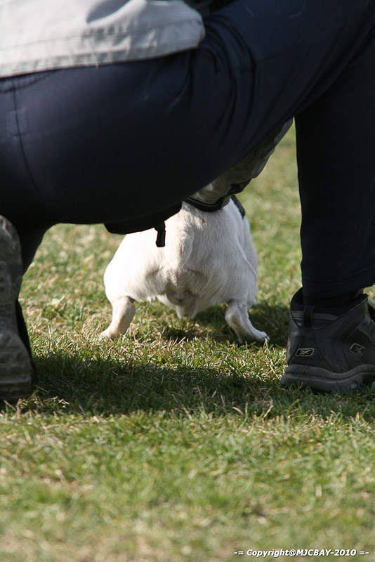 Flyball-NARCASTET-13-03-2010-00041