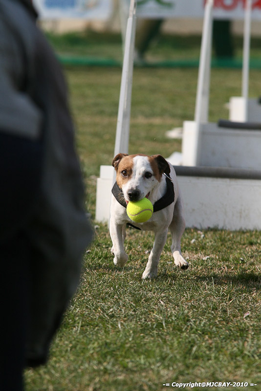 Flyball-NARCASTET-13-03-2010-00042