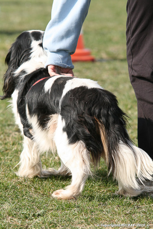 Flyball-NARCASTET-13-03-2010-00043