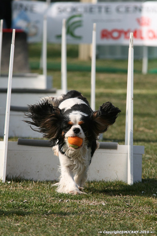 Flyball-NARCASTET-13-03-2010-00044