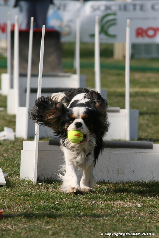 Flyball-NARCASTET-13-03-2010-00046