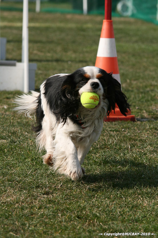 Flyball-NARCASTET-13-03-2010-00047