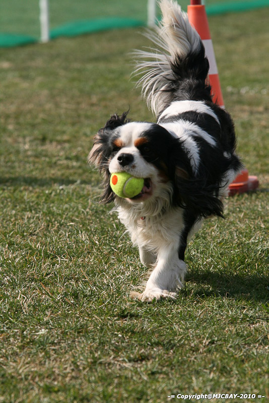 Flyball-NARCASTET-13-03-2010-00048