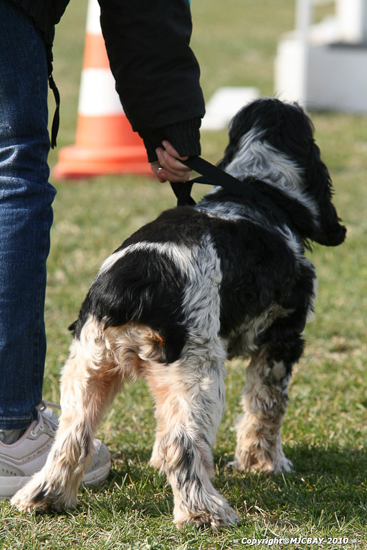 Flyball-NARCASTET-13-03-2010-00049