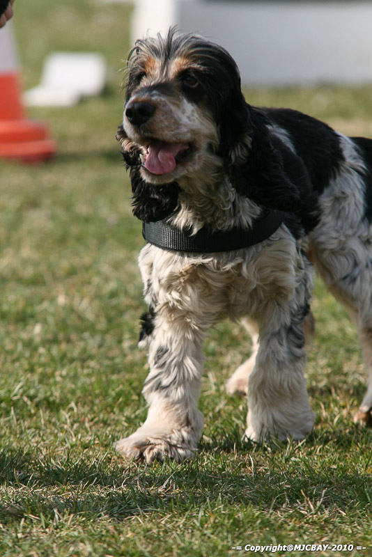Flyball-NARCASTET-13-03-2010-00050