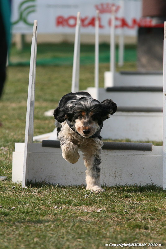 Flyball-NARCASTET-13-03-2010-00051