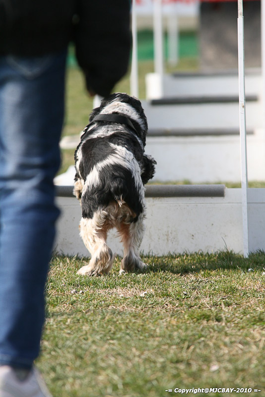 Flyball-NARCASTET-13-03-2010-00052