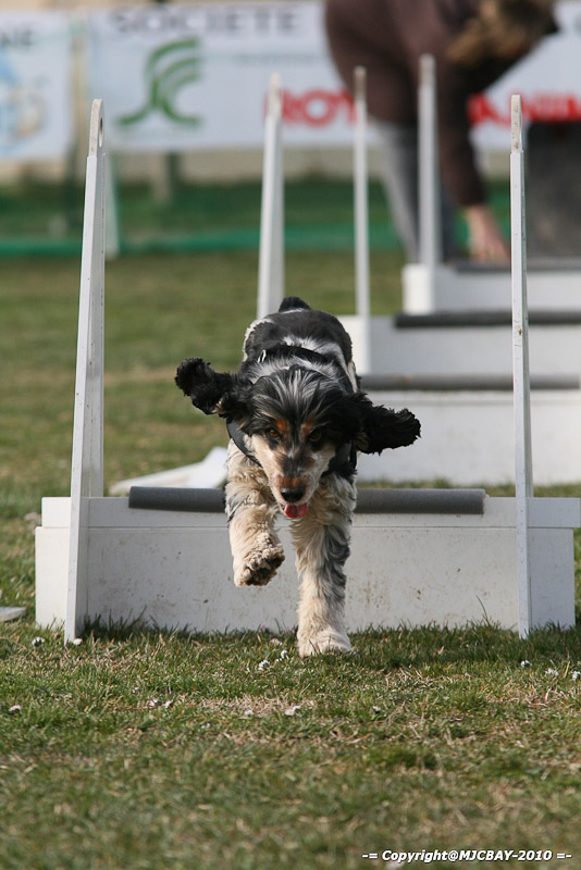 Flyball-NARCASTET-13-03-2010-00053