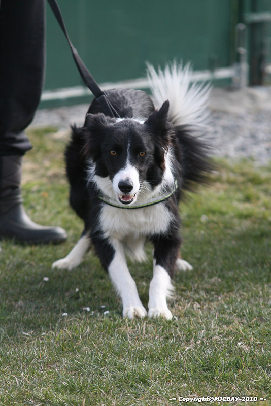 Flyball-NARCASTET-13-03-2010-00054