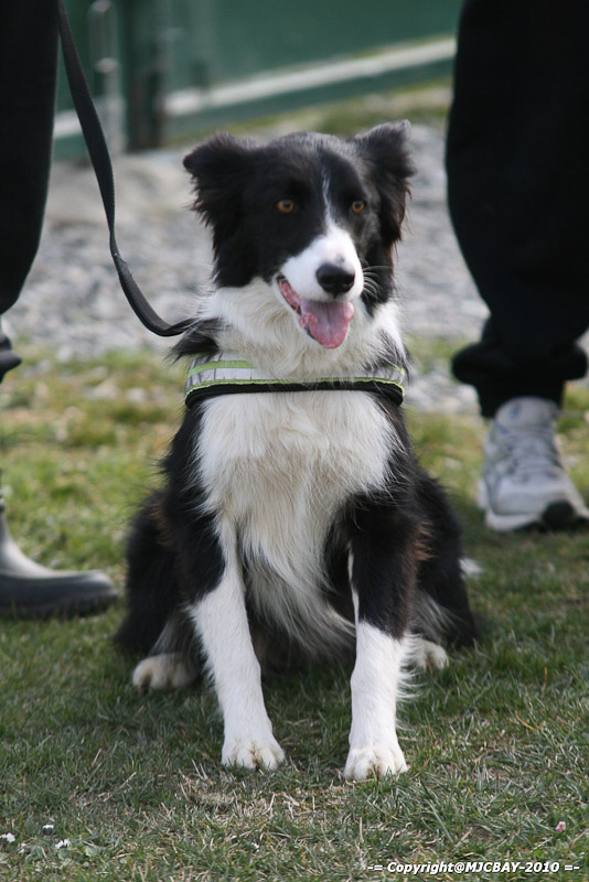 Flyball-NARCASTET-13-03-2010-00055