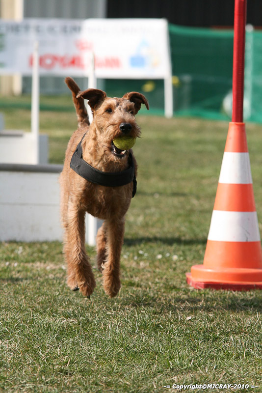 Flyball-NARCASTET-13-03-2010-00056