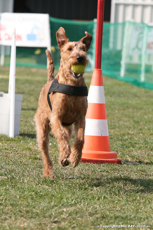 Flyball-NARCASTET-13-03-2010-00057
