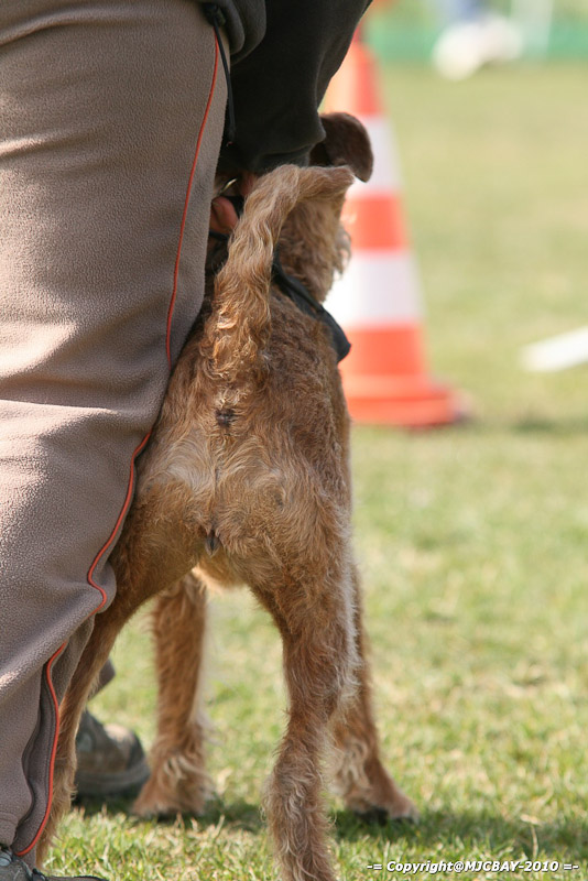 Flyball-NARCASTET-13-03-2010-00058